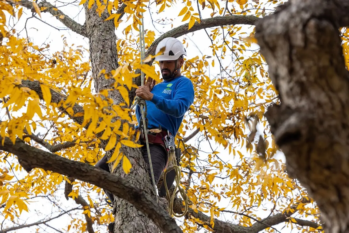 Skilled Tree Trimming crew working in Brewerton